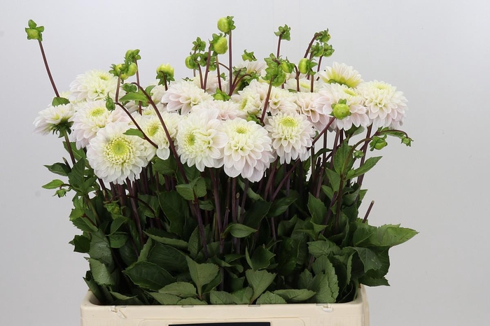 <h4>Dahlia Pencil Art Sugar</h4>