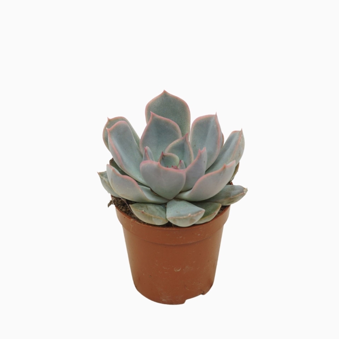 <h4>Echeveria Orion</h4>