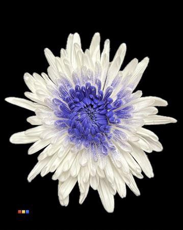 <h4>Chr G Ana White + Purple</h4>