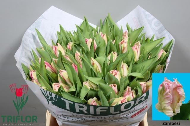 <h4>TU PA ZAMBESI</h4>