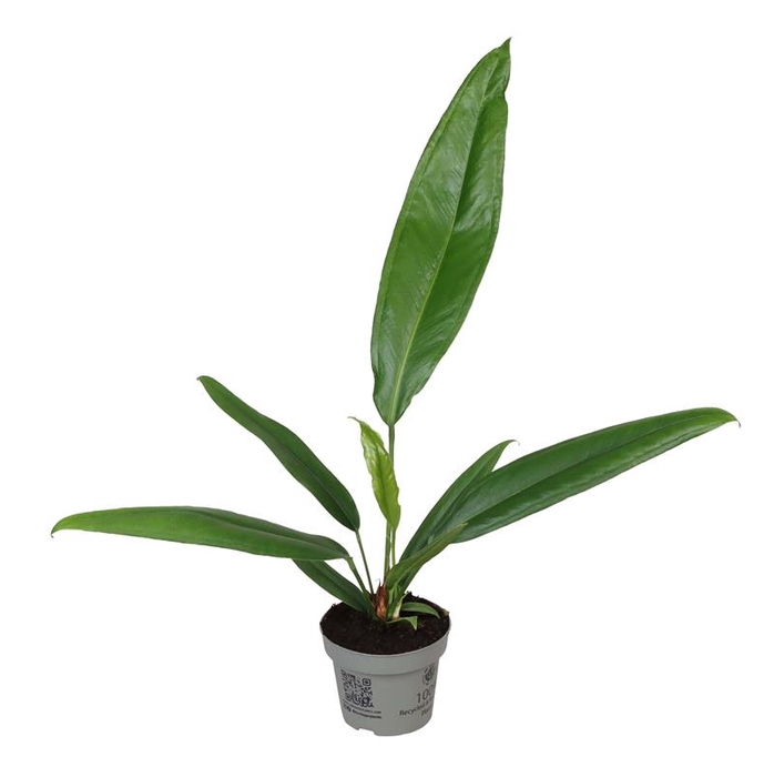 <h4>ANTHURIUM ANDRAEANUM-HYBRID P12</h4>