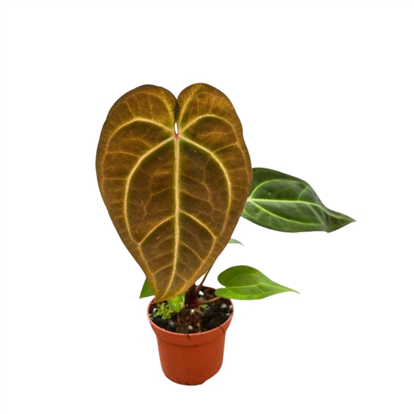 <h4>DocBlock Anthurium Dark Crystal '58' X Red Velvet Cake® '24'</h4>