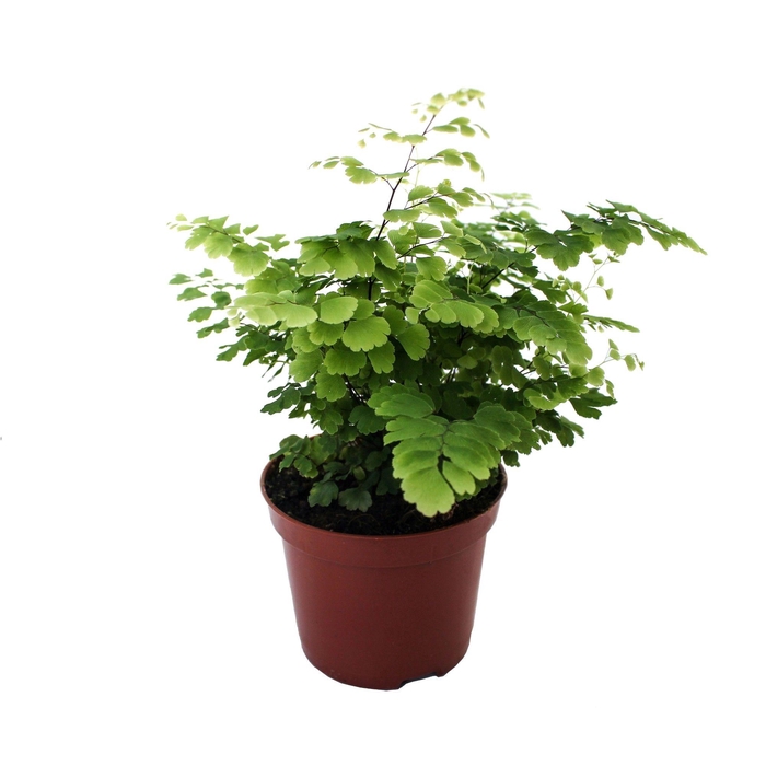 <h4>Adiantum Raddianum 'Fritz-Luthi'</h4>