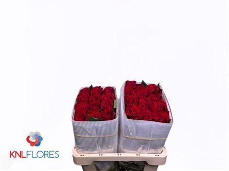 <h4>R Gr Fortune Ec</h4>