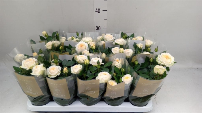 <h4>Rosa 'Belami Kordana'</h4>