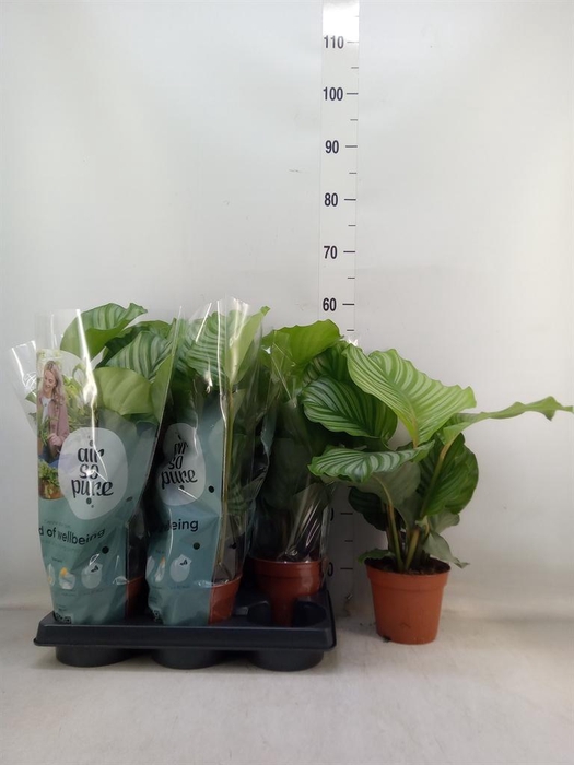 <h4>Calathea orbifolia</h4>