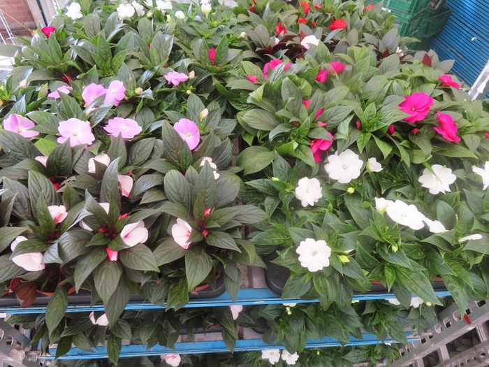 <h4>IMPAT NG MIXK 4 KL</h4>