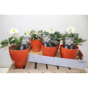 Arr Hell Ni Chr Carol In Rood Keramiek