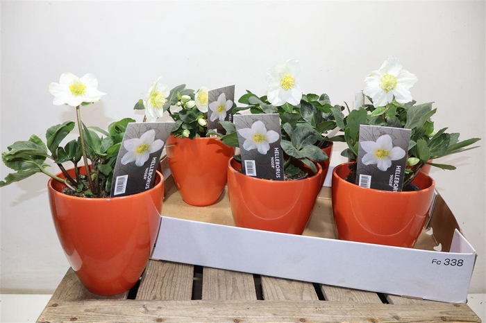 <h4>Arr Hell Ni Chr Carol In Rood Keramiek</h4>