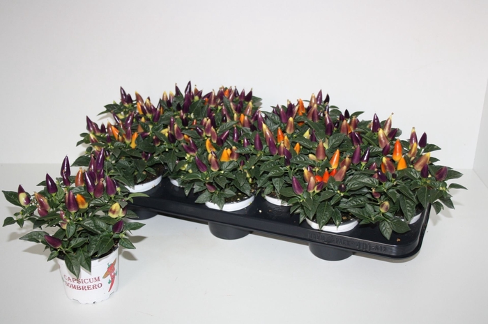 <h4>Capsicum Acapulco Multicolor</h4>