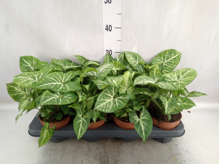 <h4>Syngonium  'Arrow'</h4>