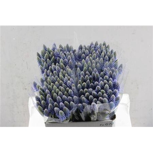 Muscari Blauw P Stuk