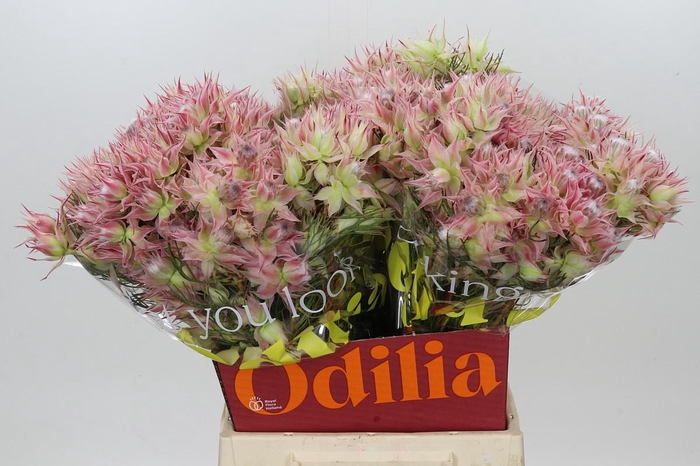 <h4>Blushing Bride Ayoba Morning Star</h4>