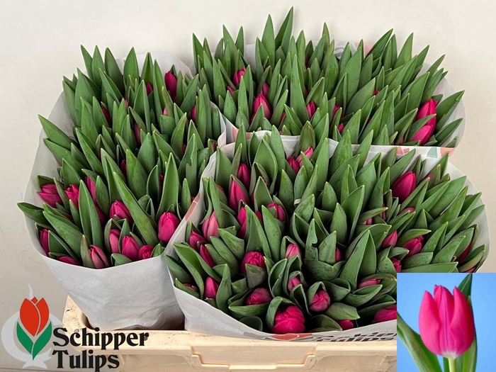 <h4>TU EN PINK ARDOUR</h4>