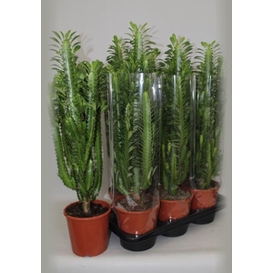 EUPHOR TRIGONA