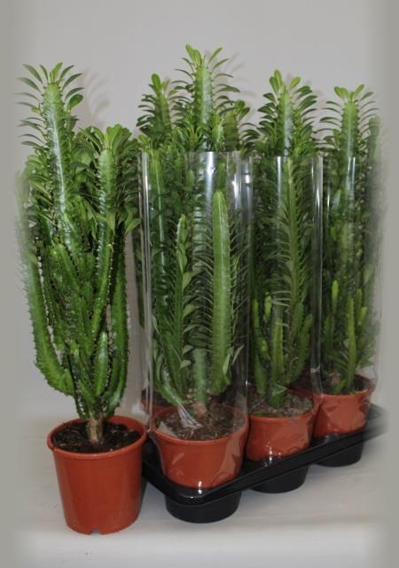 <h4>EUPHOR TRIGONA</h4>