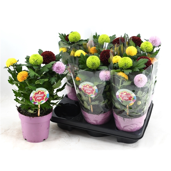 <h4>Chrysanthemum (Indicum Grp) Flowerpops gemengd in pot</h4>