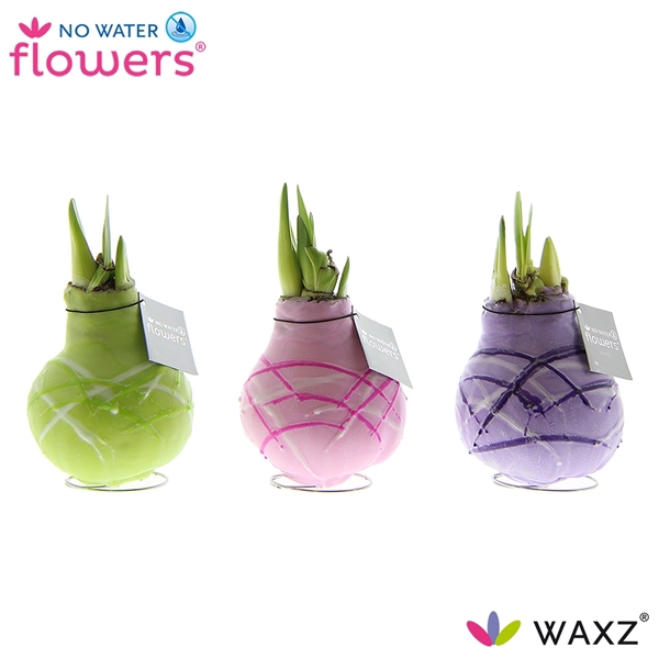 <h4>No Water Flowers Waxz® Art Monet</h4>