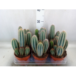 Pilosocereus pachycladus
