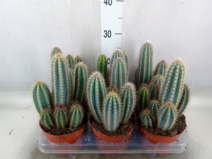 <h4>Pilosocereus pachycladus</h4>