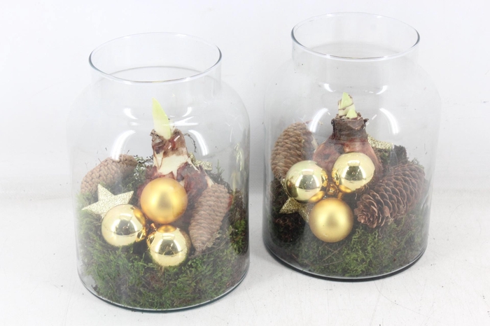 <h4>arr4 Amaryllis MB - Glas Napoleon x5 Gold</h4>