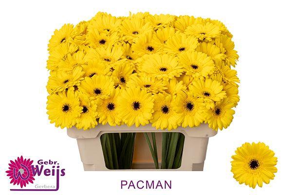 <h4>GE MI PACMAN</h4>