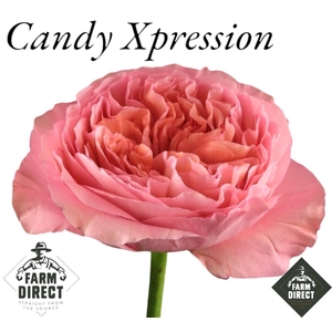 R GR CANDY XPRESSION