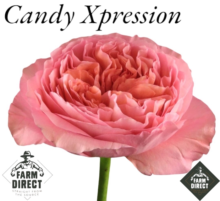 <h4>R GR CANDY XPRESSION</h4>