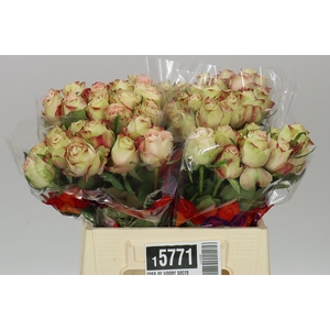 Rosa Gr Upper Secret