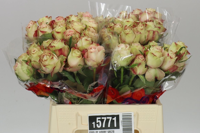 <h4>Rosa Gr Upper Secret</h4>