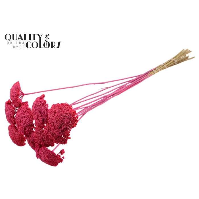 <h4>Achillea 2-4cm per stem Frosted Cerise</h4>