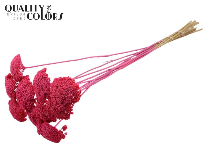 Achillea per stem Frosted Cerise