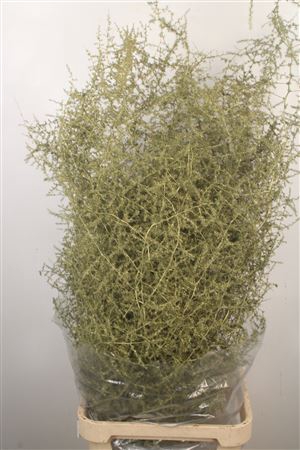 <h4>Asparagus Salv. Metal Olive</h4>