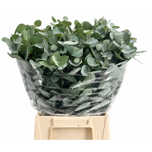 EUC. CINEREA KORT