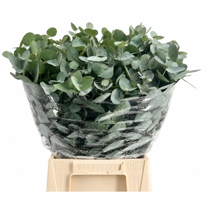 <h4>EUC. CINEREA KORT</h4>