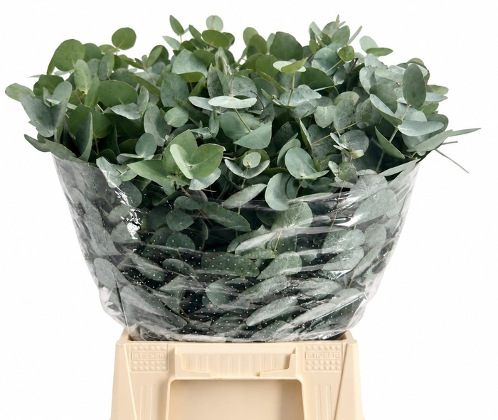 EUC. CINEREA KORT