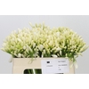 Agapanthus Gletsjer