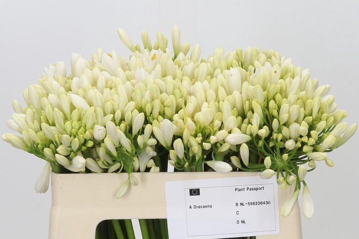 Agapanthus Gletsjer