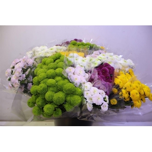 Chr S Pompon Gem Bs X5