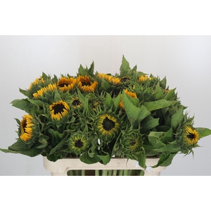 Helianthus Sunrich Orange