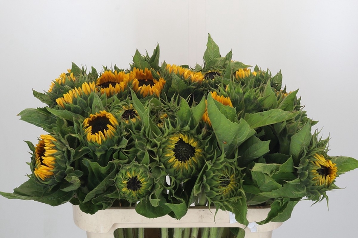 <h4>Helianthus Sunrich Orange</h4>