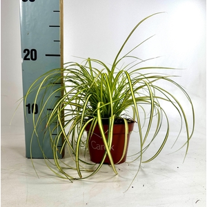 Carex Eversheen p10,5