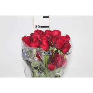 ROSA SAMOURAI 050 CM ESTUFA
