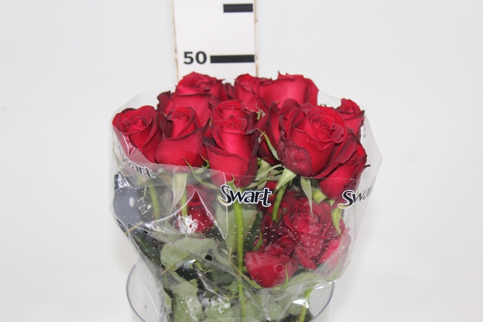 <h4>ROSA SAMOURAI 050 CM ESTUFA</h4>