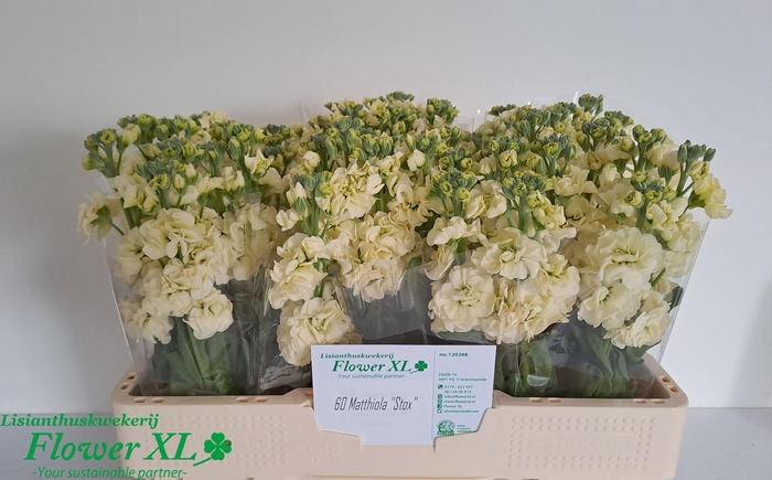 <h4>MATTH STOX YELLOW</h4>