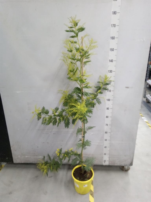 <h4>Acacia paradoxa</h4>