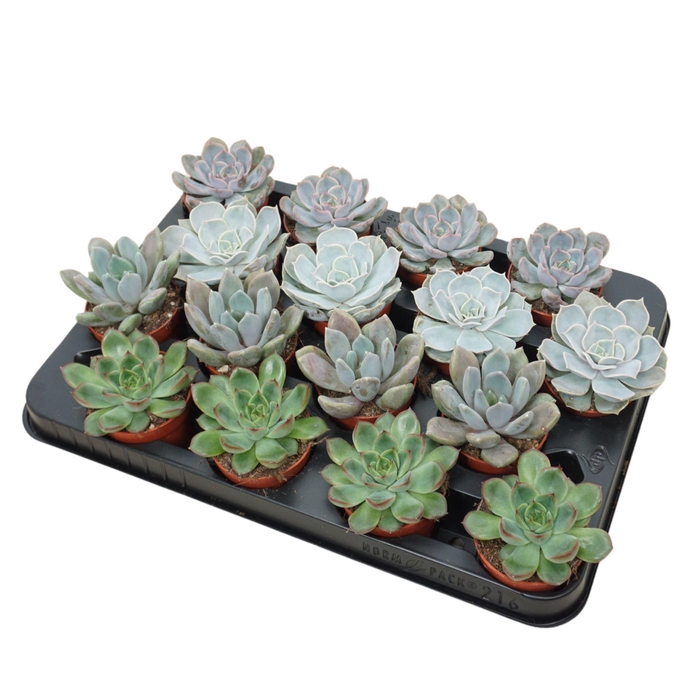 Echeveria gemengd