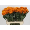 Tagetes Marigold Promise Orange