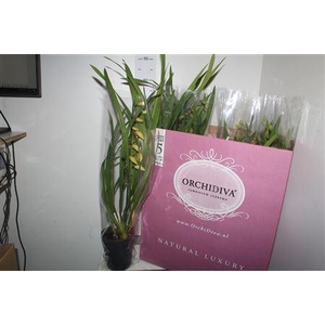 Cymbidium Piccobello Mix 1 Tak