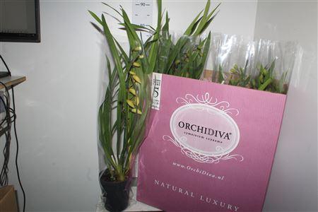 <h4>Cymbidium Piccobello Mix 1 Tak</h4>